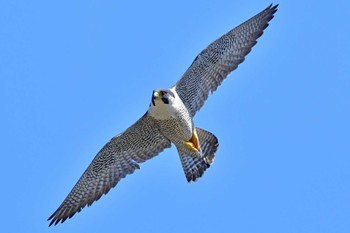 ハヤブサ 青葉山公園 2024年4月13日(土)