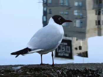 Black-headed Gull Shinobazunoike Sat, 4/13/2024