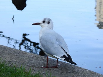 Black-headed Gull Shinobazunoike Sat, 4/13/2024