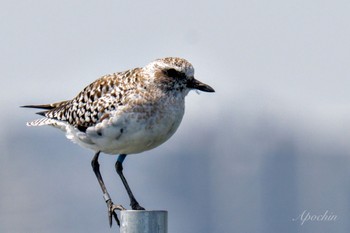 Grey Plover Sambanze Tideland Sat, 4/13/2024