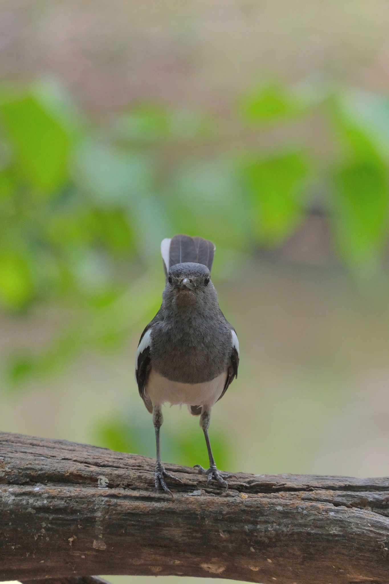 Oriental Magpie-Robin