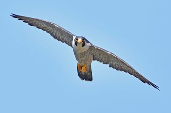 ハヤブサ 青葉山公園 2024年4月13日(土)