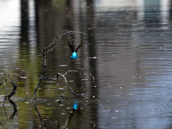 Common Kingfisher つくば Sat, 4/13/2024