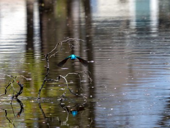 Common Kingfisher つくば Sat, 4/13/2024