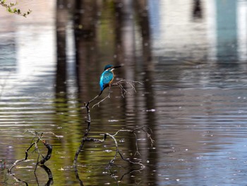 Common Kingfisher 松見公園(茨城県つくば市) Sat, 4/13/2024