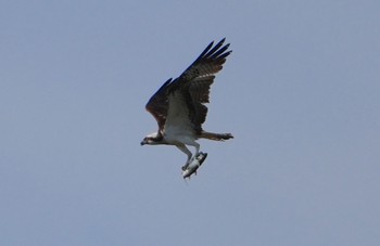 2024年4月13日(土) 大和川の野鳥観察記録