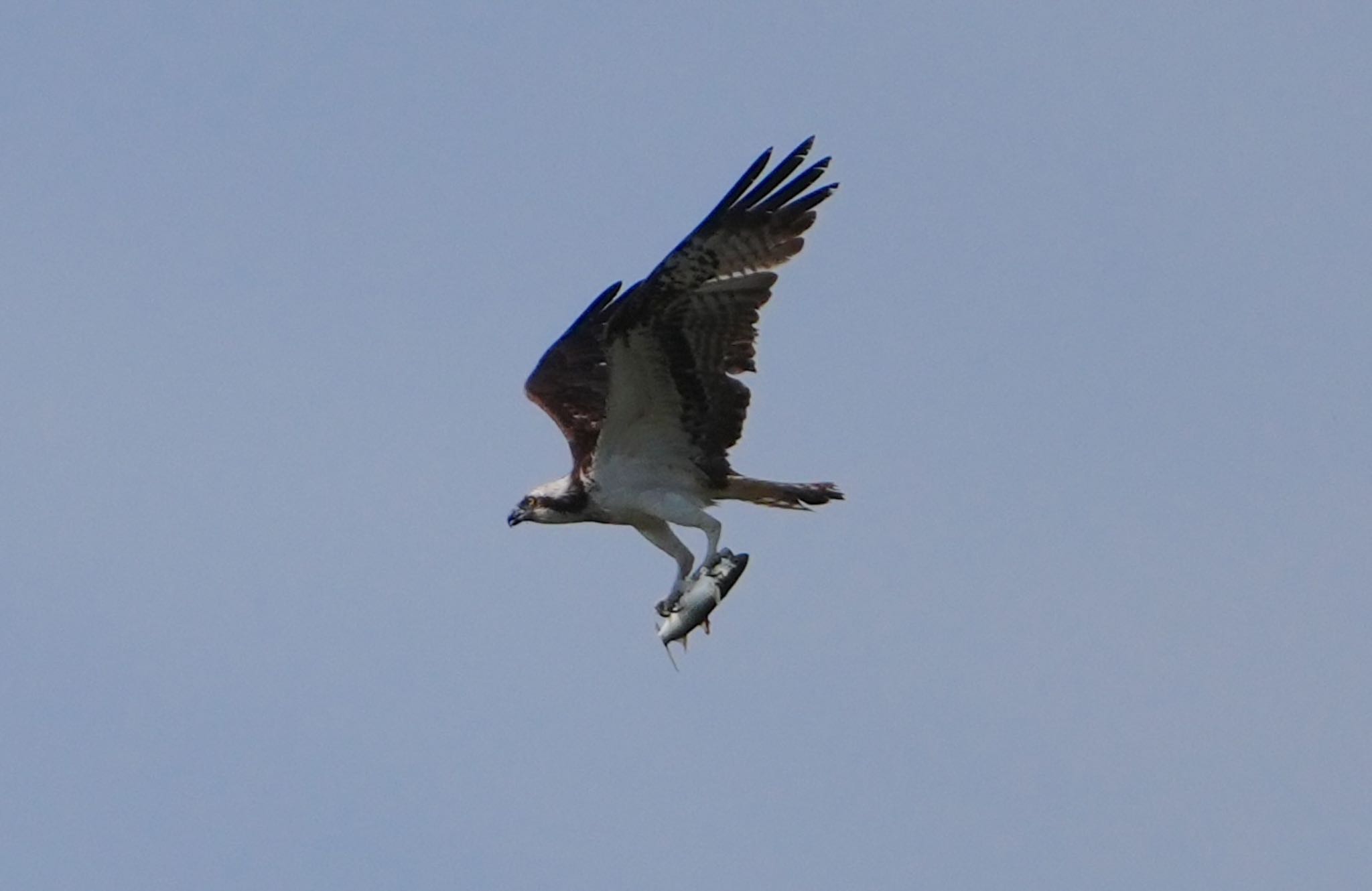 Photo of Osprey at 大和川 by アルキュオン