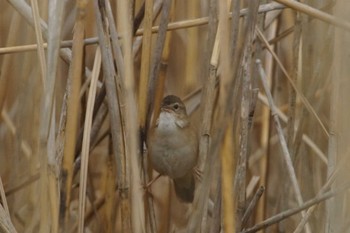 Marsh Grassbird 千葉県利根川 Wed, 4/3/2024