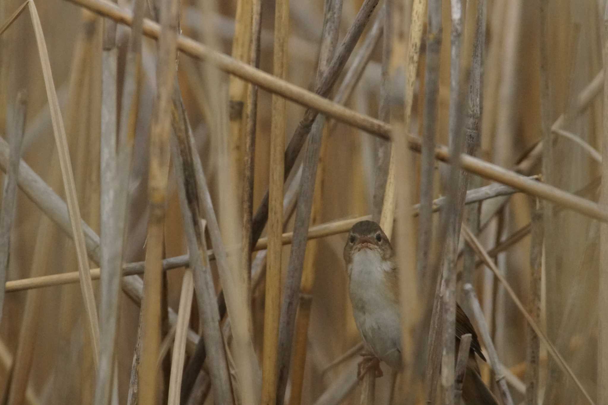 Photo of Marsh Grassbird at 千葉県利根川 by bea