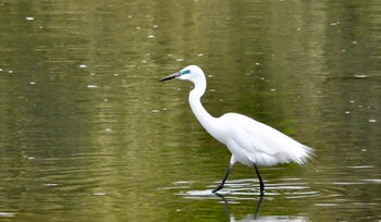 Great Egret(modesta)  原野谷川 Sun, 4/7/2024