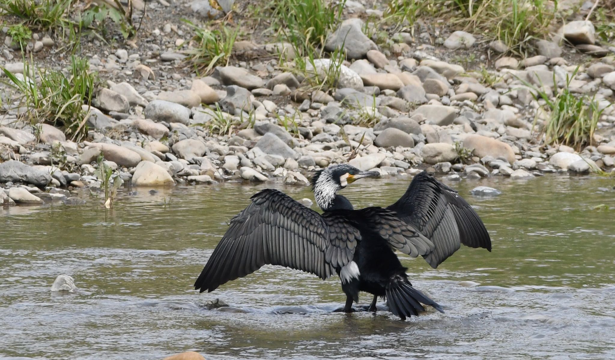 原野谷川 カワウの写真 by Taka Eri