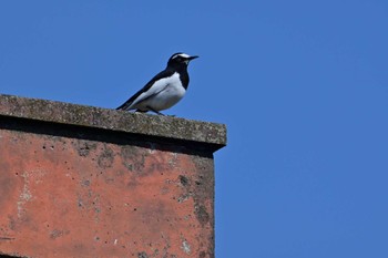 Japanese Wagtail 布目ダム Sat, 4/13/2024