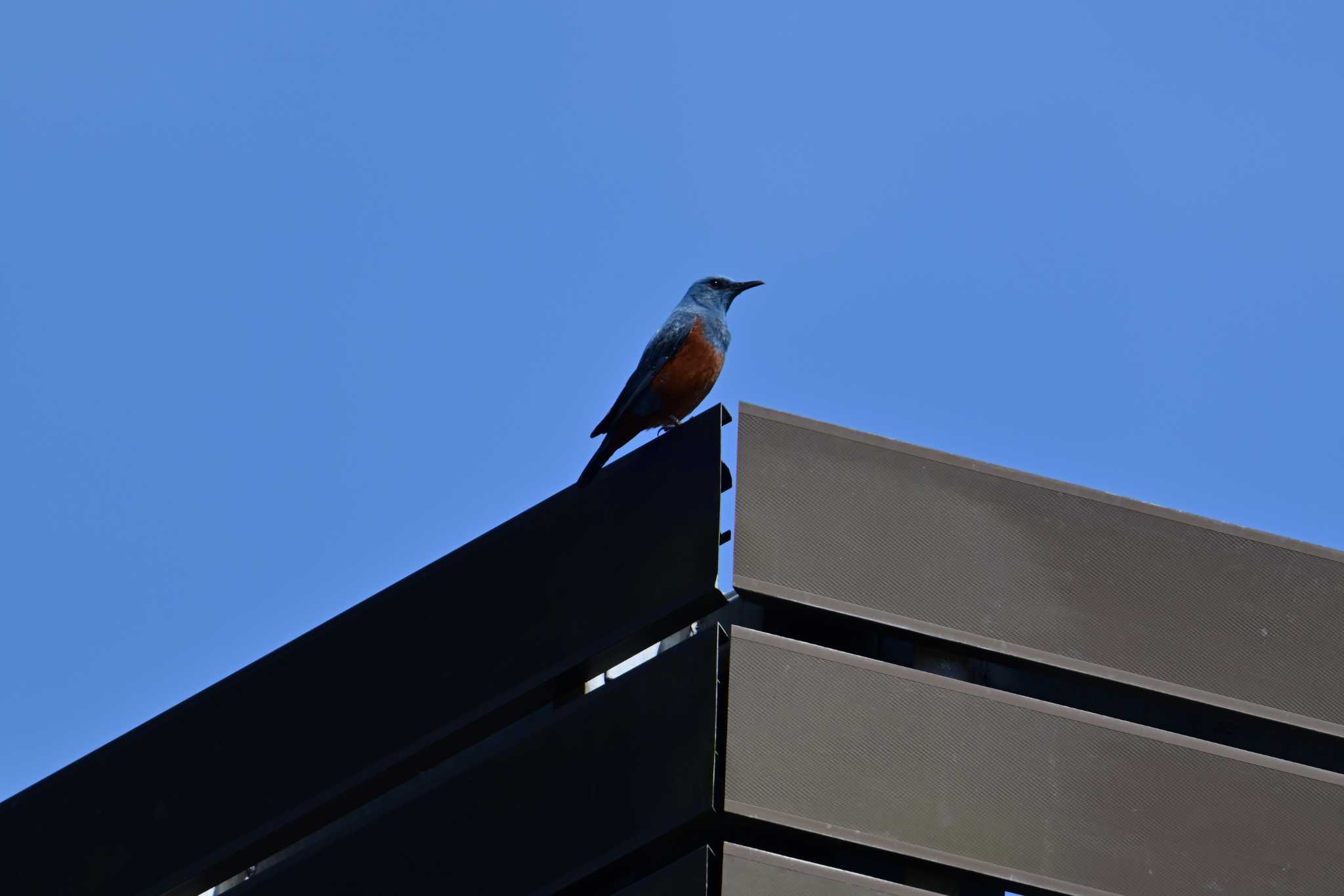 Blue Rock Thrush