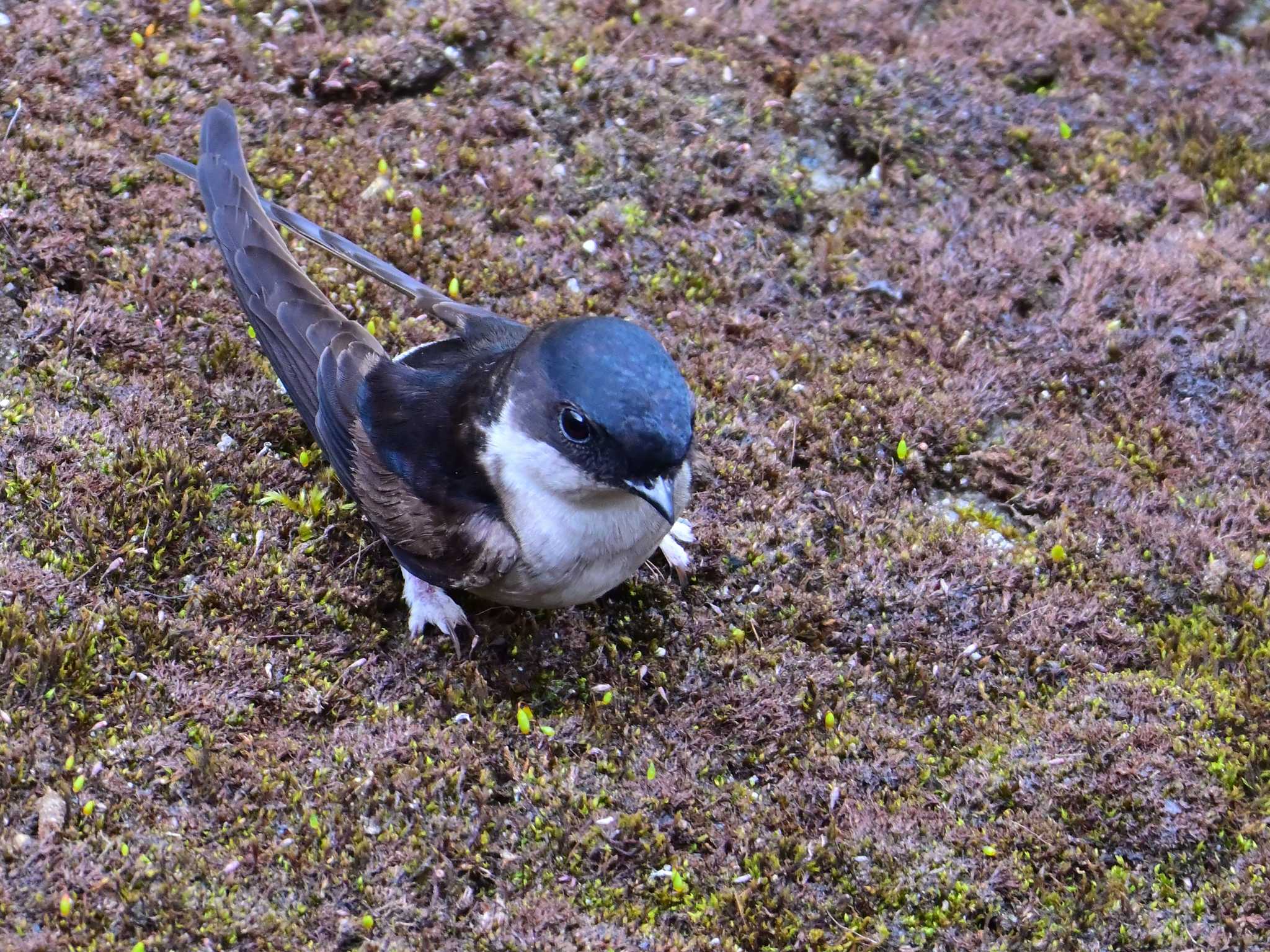 Asian House Martin