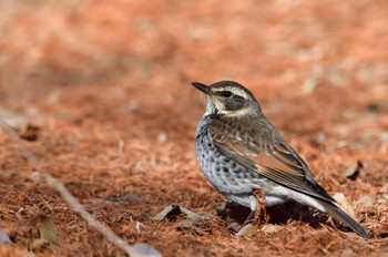 Dusky Thrush さいたま市 Mon, 1/8/2024