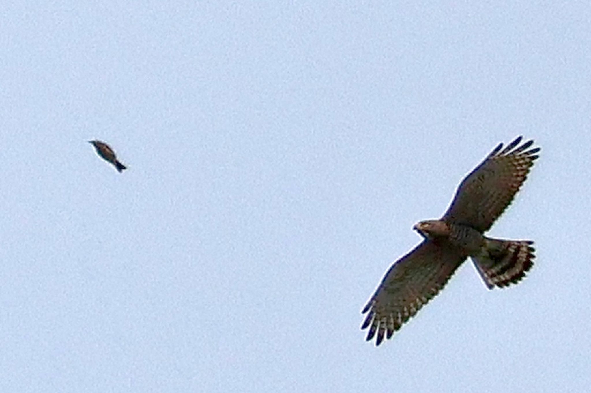 Photo of Grey-faced Buzzard at 酒匂川河口 by カバ山PE太郎