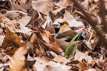 Hawfinch Shakujii Park Sun, 3/24/2024