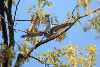 Japanese Sparrowhawk Unknown Spots Sat, 4/13/2024