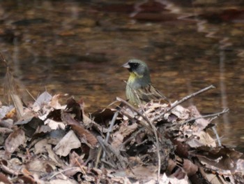 Masked Bunting 秩父 Fri, 4/12/2024