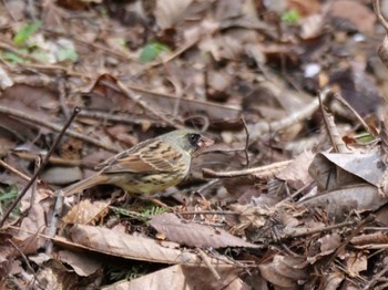 Masked Bunting 秩父 Fri, 4/12/2024