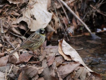 Masked Bunting 秩父 Fri, 4/12/2024