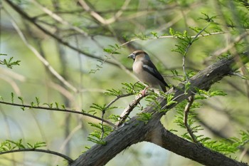 2024年4月13日(土) 水元公園の野鳥観察記録