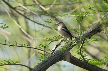 Hawfinch Mizumoto Park Sat, 4/13/2024