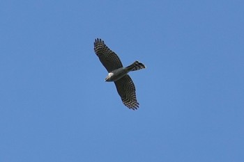 Eurasian Sparrowhawk Mizumoto Park Sat, 4/13/2024