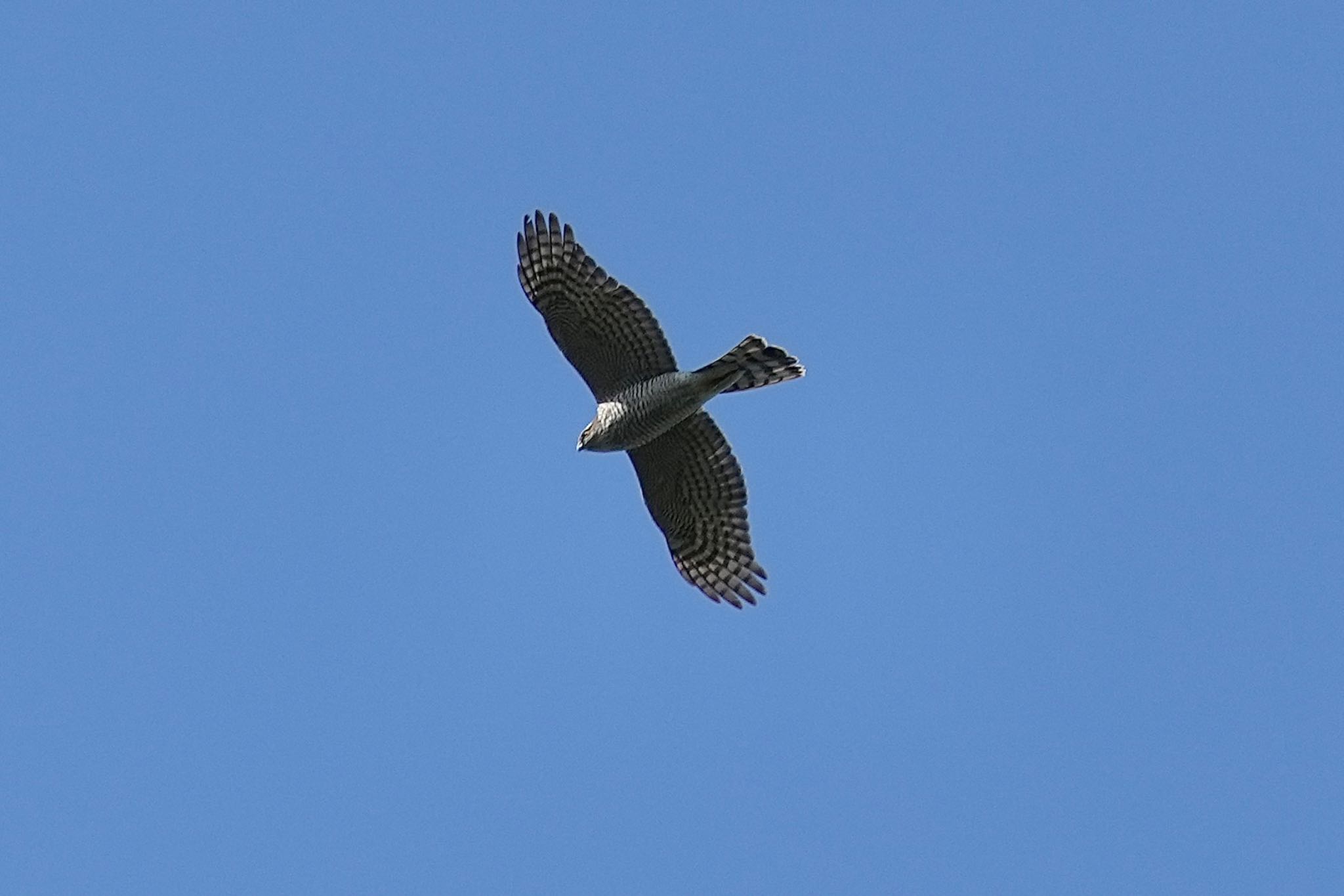 Photo of Eurasian Sparrowhawk at Mizumoto Park by あらどん