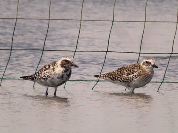 Grey Plover Sambanze Tideland Sat, 4/13/2024