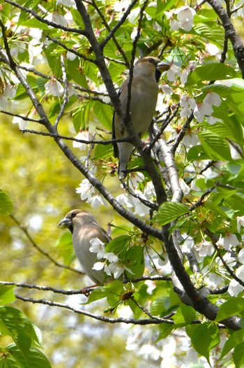 Hawfinch Hikarigaoka Park Thu, 4/11/2024