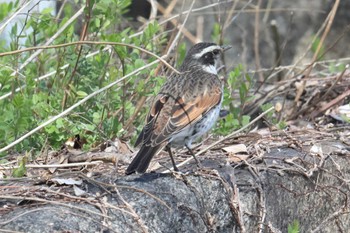 Dusky Thrush Osaka castle park Sun, 3/10/2024