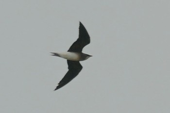 Oriental Pratincole Unknown Spots Thu, 4/4/2024