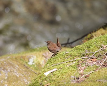 Eurasian Wren 山梨県道志村 Wed, 4/10/2024