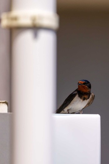 Barn Swallow 石川県 Sat, 4/13/2024