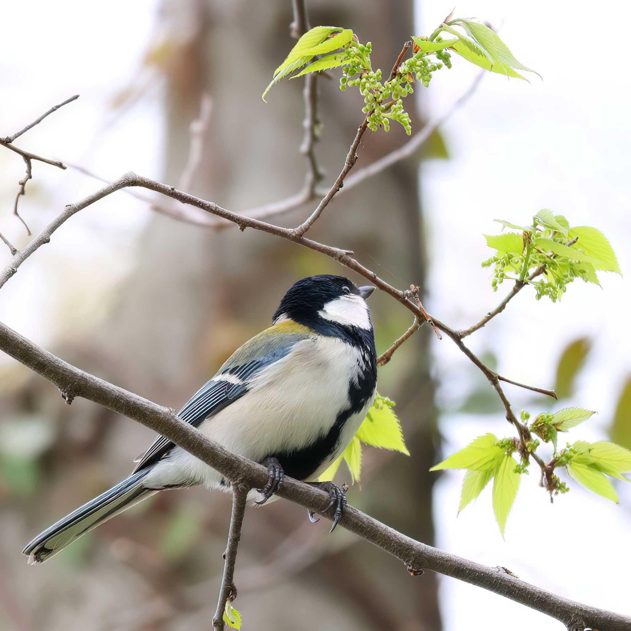 シジュウカラ by fuji3776