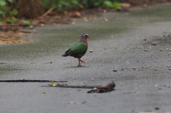 Common Emerald Dove Unknown Spots Sun, 4/14/2024