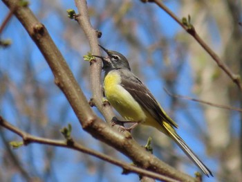 Grey Wagtail Hayatogawa Forest Road Sat, 4/13/2024