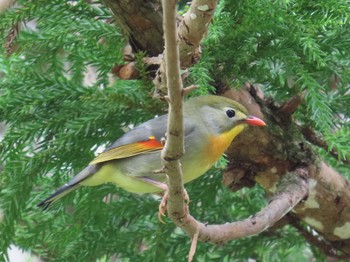 Red-billed Leiothrix Hayatogawa Forest Road Sat, 4/13/2024