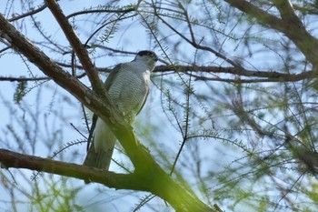 Eurasian Goshawk Mizumoto Park Sat, 4/13/2024