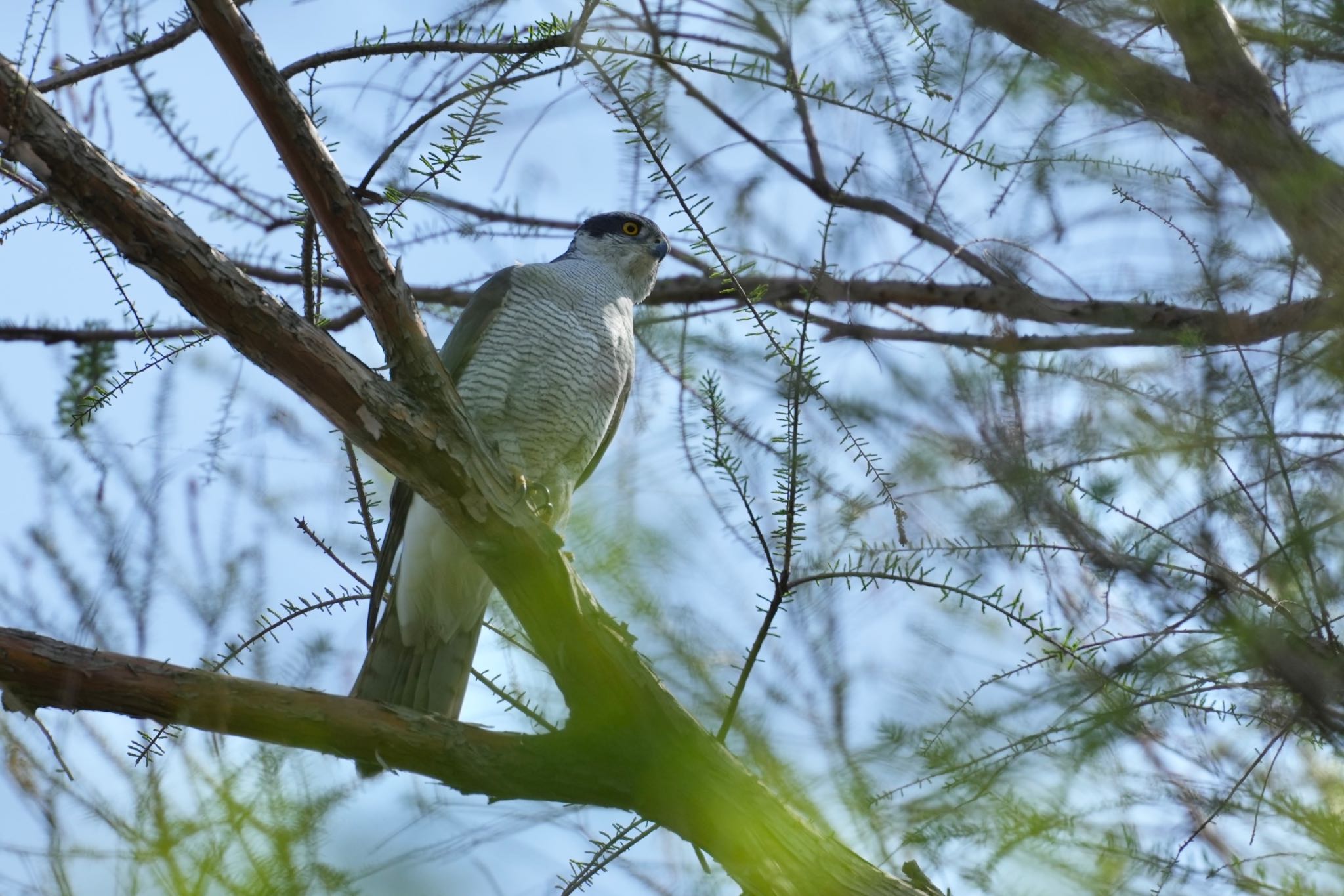 Photo of Eurasian Goshawk at Mizumoto Park by あらどん