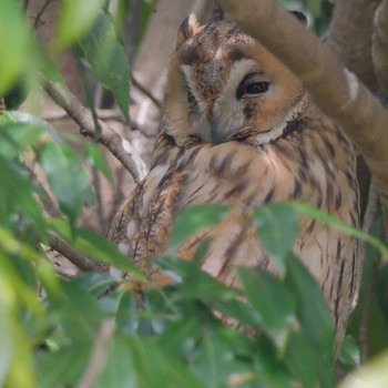 Long-eared Owl Watarase Yusuichi (Wetland) Sun, 3/24/2024