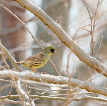 Masked Bunting Watarase Yusuichi (Wetland) Sun, 3/24/2024