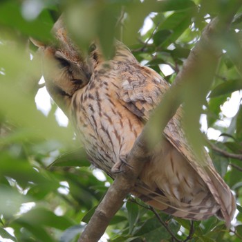 Long-eared Owl Watarase Yusuichi (Wetland) Sun, 3/24/2024