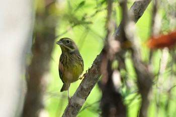 Masked Bunting Mizumoto Park Sat, 4/13/2024