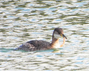 Red-necked Grebe Unknown Spots Sat, 3/2/2024