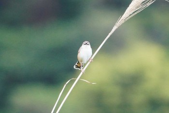 Zitting Cisticola 秋名の水田 Mon, 3/25/2024