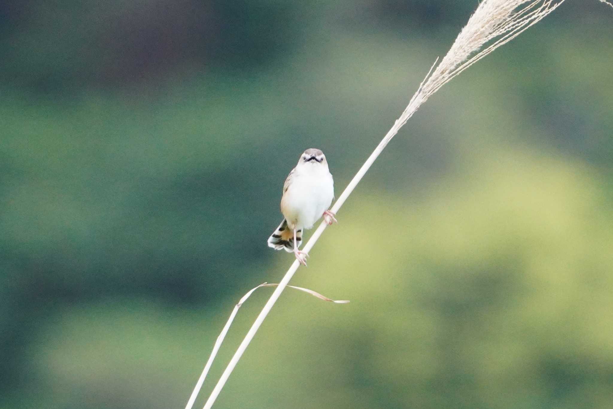 Photo of Zitting Cisticola at 秋名の水田 by TAGAMEDORI