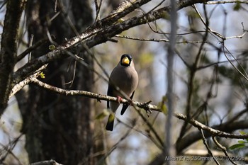 イカル 丸火自然公園 2024年4月14日(日)