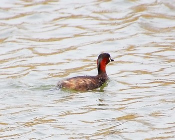 Little Grebe 万代池 Fri, 4/5/2024